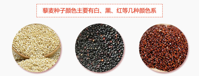藜麥種子顏色主要有白、黑、紅等幾種顏色系，營養(yǎng)成分相差不大，其中白色口感好，黑、紅色口感相對差些，籽粒也較小。