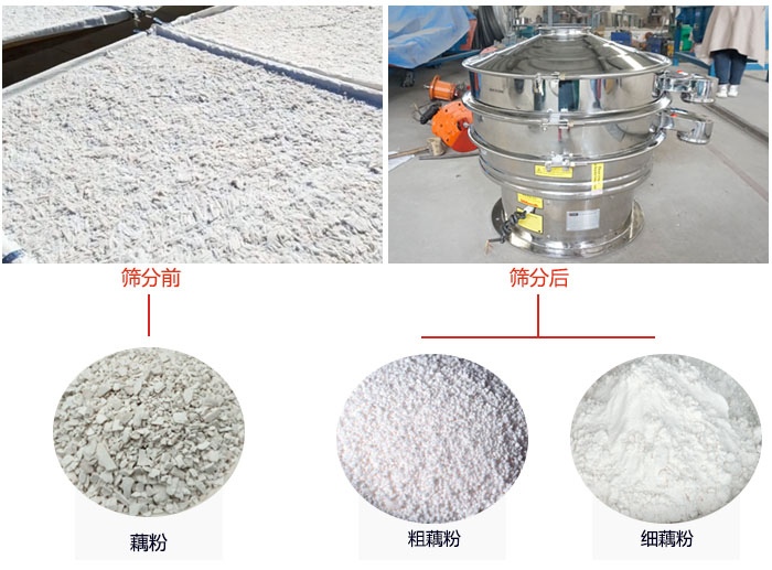 蓮藕淀粉曬干，采用304不銹鋼材質(zhì)藕粉振動(dòng)篩篩分后前后對(duì)比效果圖展示。
