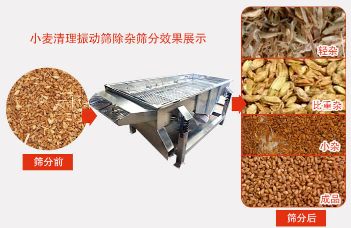 小麥清理振動篩小麥篩分效果展示圖可同時篩分出輕雜，比重雜，小雜，成品等四個等級。